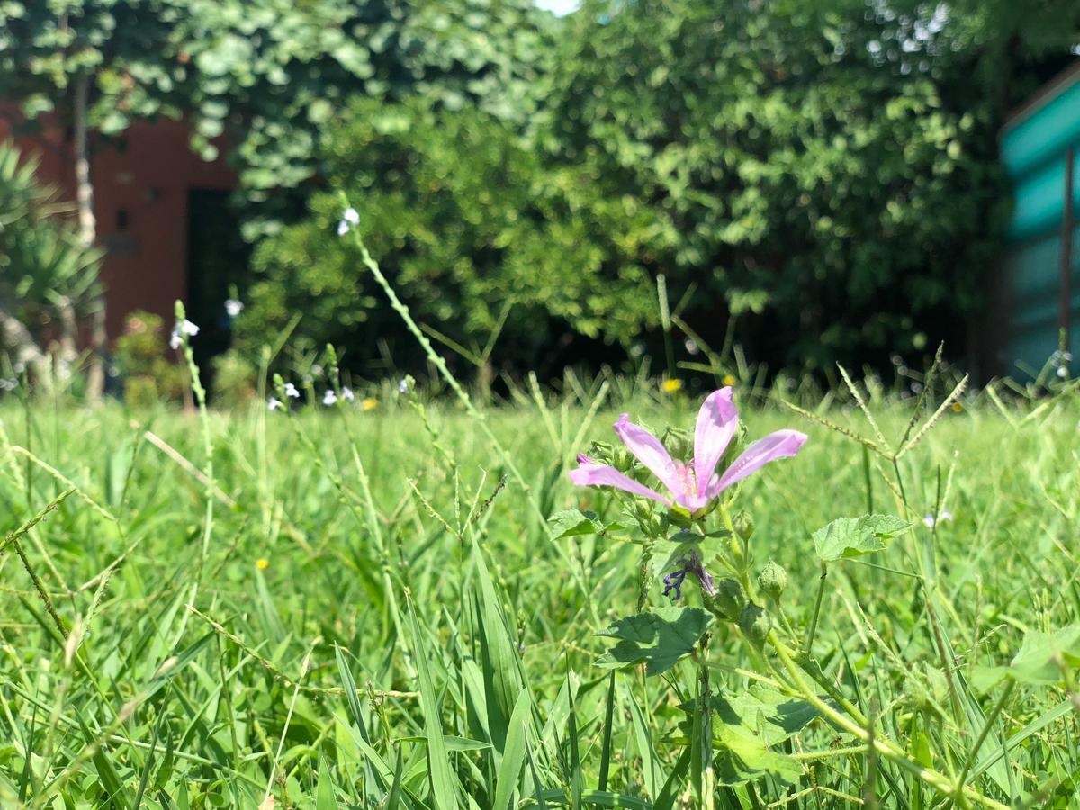 Apartmani Pavicevic Podgorica Exteriör bild